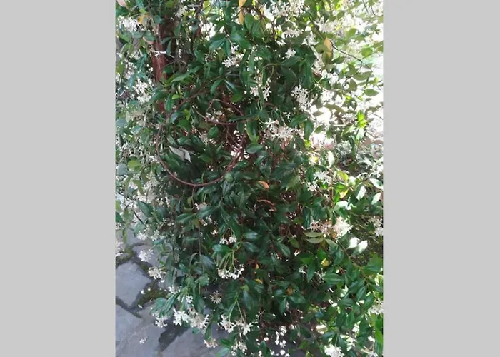 Irinis Case de vacanță *